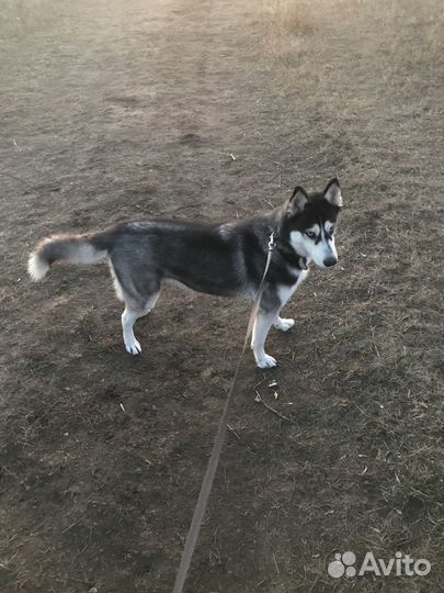 Отдам в добрые руки хаски, девочка 4 года