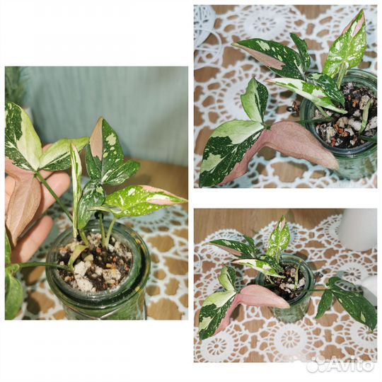 Сингониумы сортовые