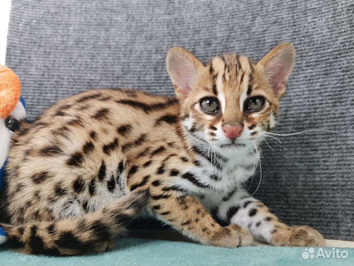 Азиатская леопардовая кошка f0