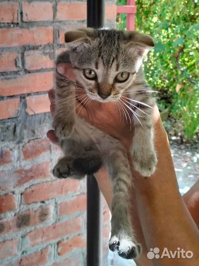 Котик малыш в дар