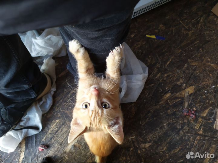 Котята от кошки крысолова