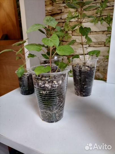 Сингониумы в ассортименте