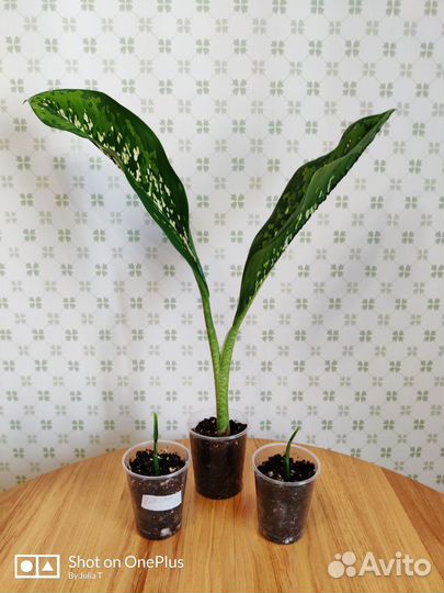 Диффенбахии