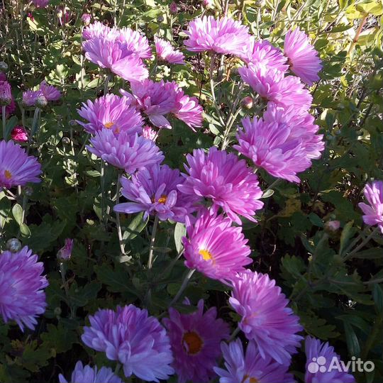 Рассада цветов