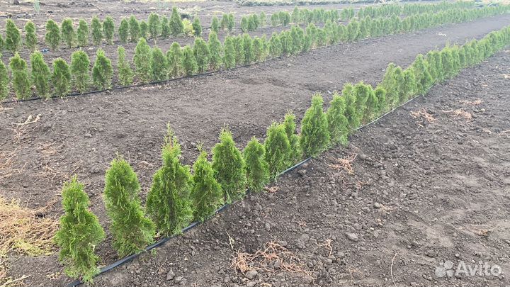 Туя смарагд