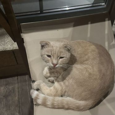 Бразильский короткошёрстный котёнок