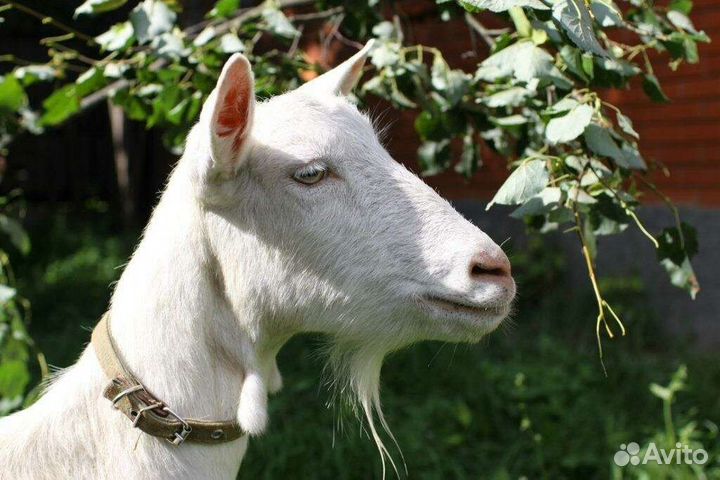 Зааненские козы