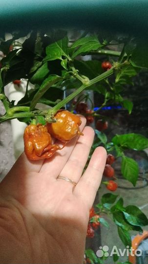 Каролина рипер-семена