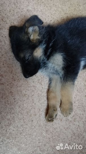 Немецкая овчарка