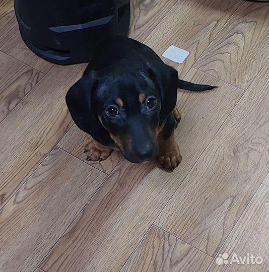 Щенки таксы