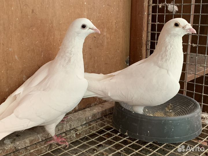 Пара спортивных белых голубей