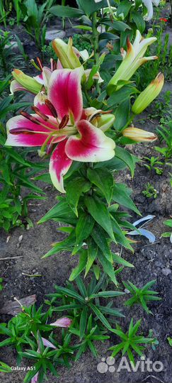 Луковицы лилий на цвету