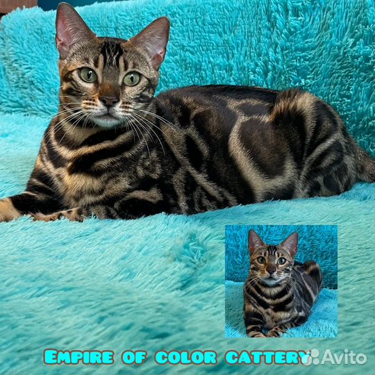 Бенгальские котята (клубные)