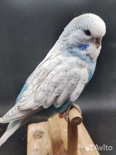 Выставочный волнистый попугай, самец