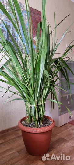 Финиковые пальмы