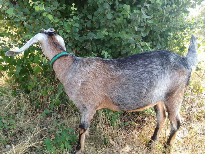 Нубийские козы