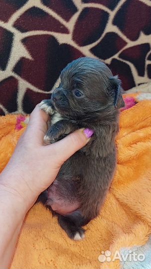 Щенки чихуахуа