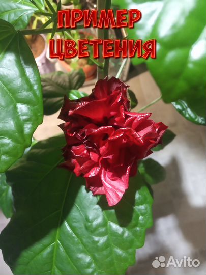 Гибискус красный, махровый