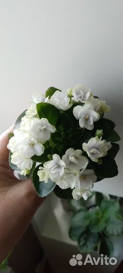 Детки фиалок