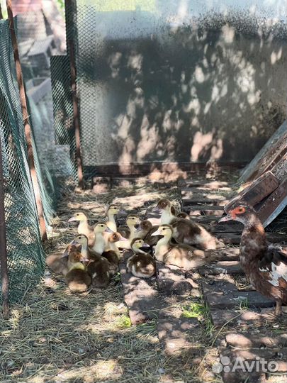 Мускусные утки индоутки индоутята