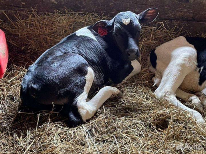 Телята от 1месяца