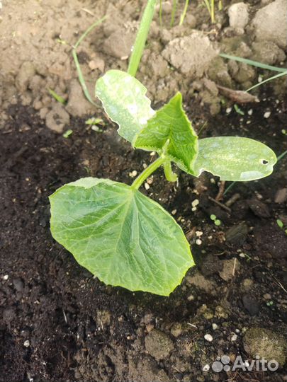 Рассада огурцов