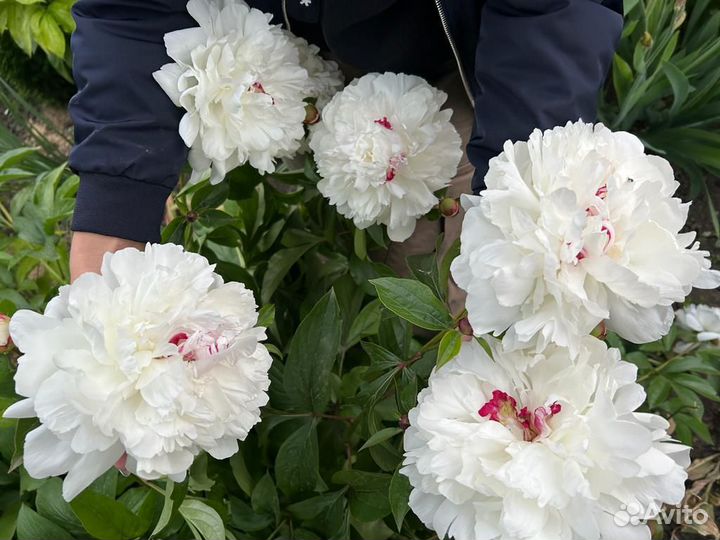 Пионы корни осень 2023