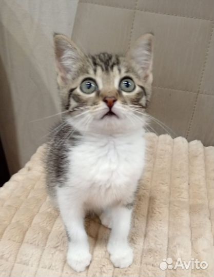 Котята в добрые руки приучены к лотку