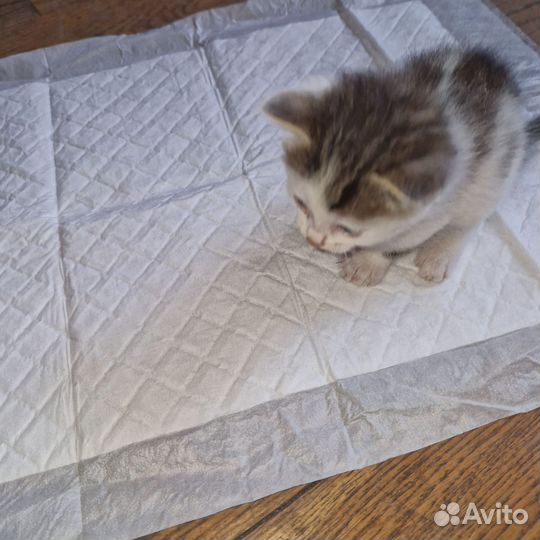 Котята отдам в добрые руки бесплатно