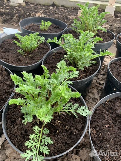 Рассада овощей