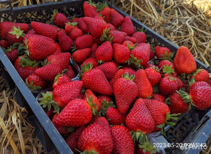 Рассада клубники оптом фриго