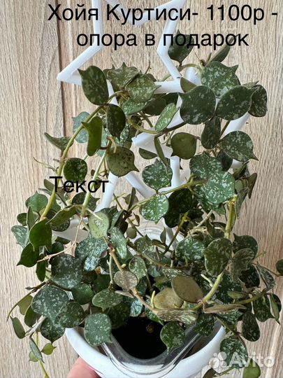 Домашние цветы