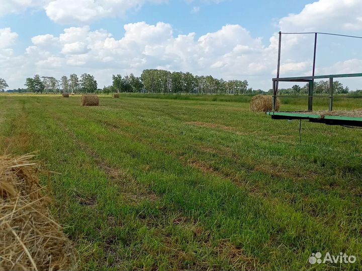 Солома ячменная, овсяная