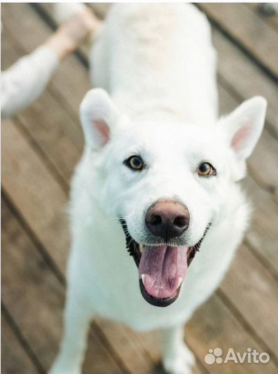 Белый мишка ищет дом