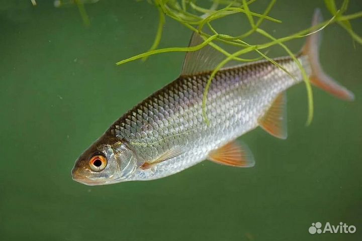 Живец для рыбалки