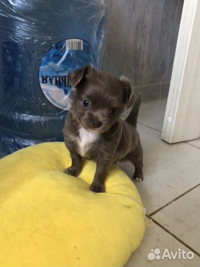 Чихуахуа девочка лиловая