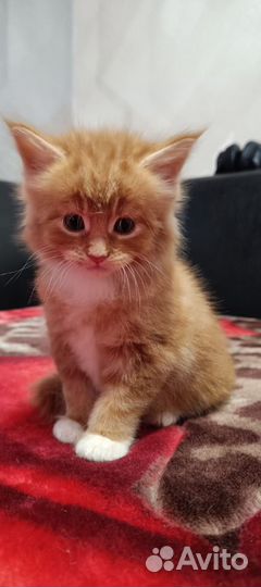 Котята мейн-кун