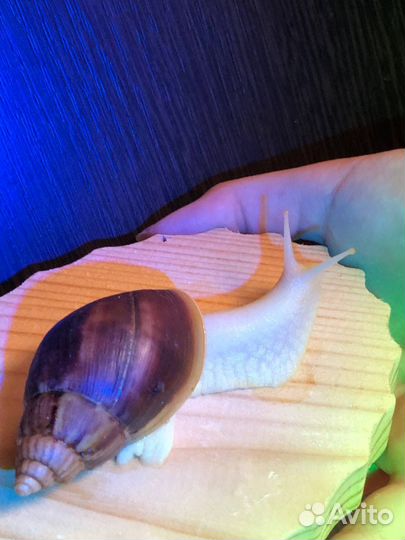 Улитки альбиносы