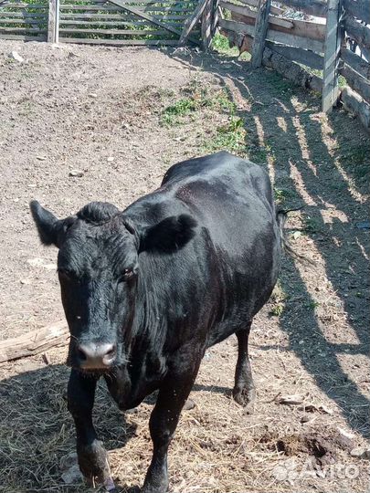 Корова и тёлка откорм