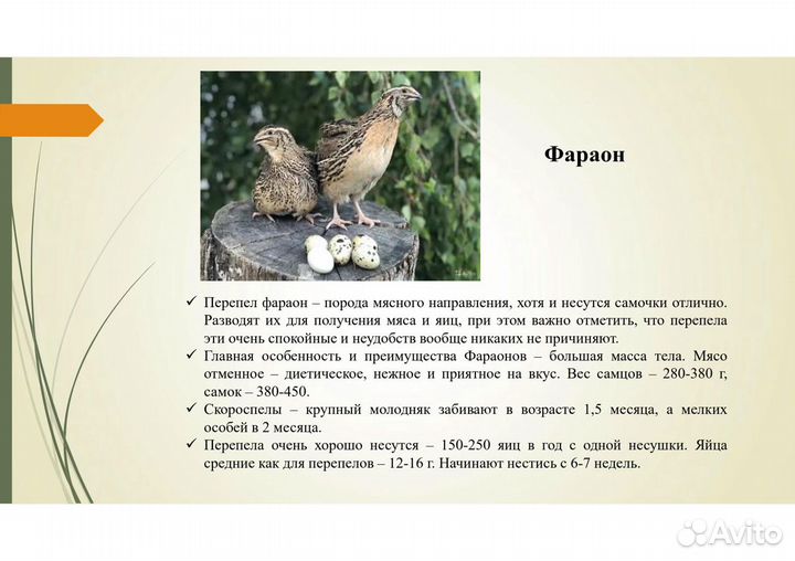 Перепелята, дети перепелок, инкубационные яйца