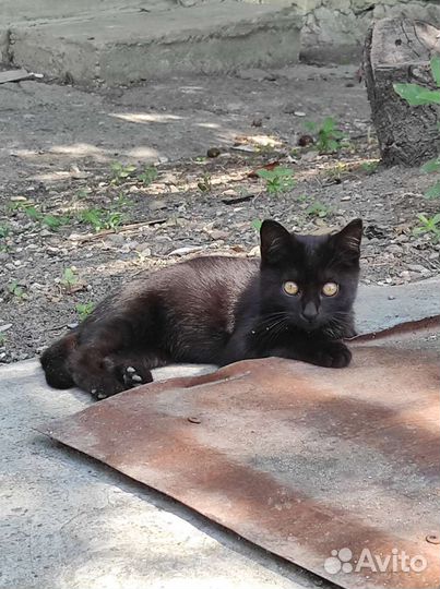 Кошка и котята в большой опасности