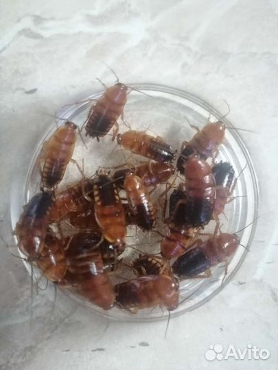 Сверчки, мучной червь, дрозофила,знахарь, и другое