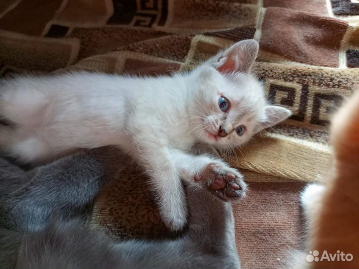 Котята в добрые руки