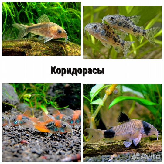 Сомики