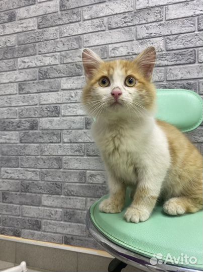 Котенок мальчик в дар