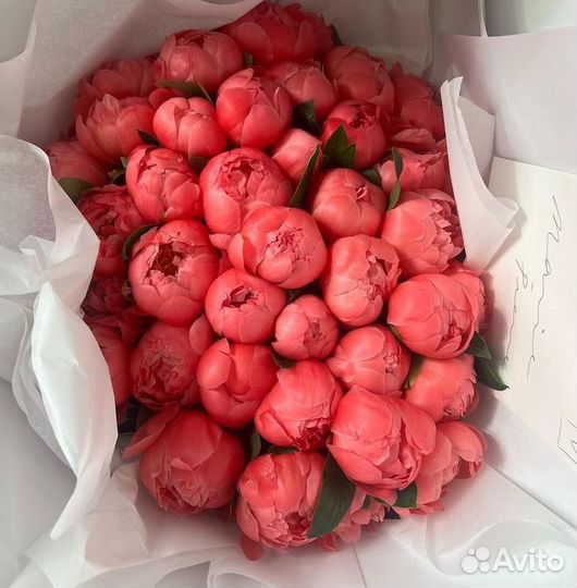 Пионы оптом