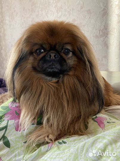 Вязка пекинес