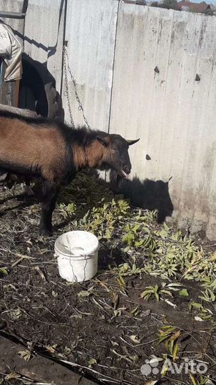 Козел Чешской породы вязка