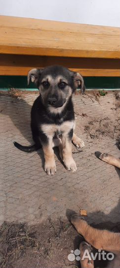 Щенки бесплатно