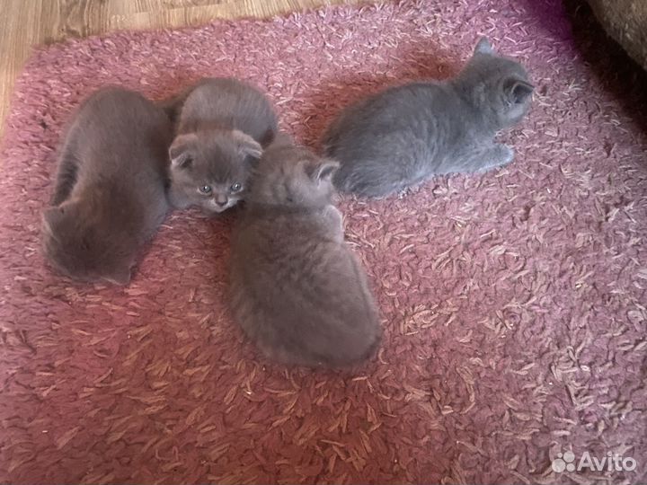 Британские котята